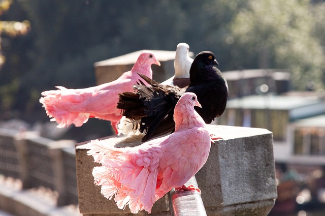 “国球”后继有人 世青赛11金交出答卷.